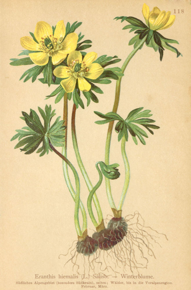 ALPENFLORA ALPINE FLOWERS. Eranthis hiemalis (L. ) Salisb-Winterblume 1897